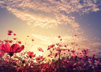 Mezarlığa Ekilecek Çiçekler